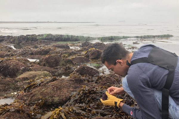 Rob Dellinger carefully extracting sea urchin spines.