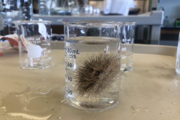 A white urchin spawning-- it's a girl!