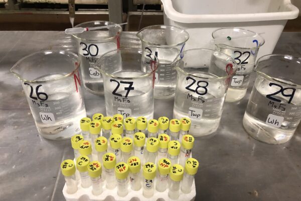 Some beakers and survival tubes used in my experiments